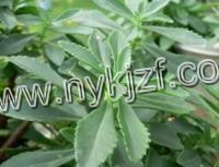 供应救心菜种苗 